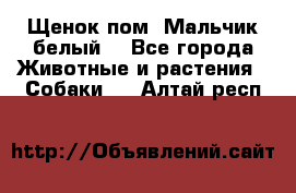 Щенок пом. Мальчик белый  - Все города Животные и растения » Собаки   . Алтай респ.